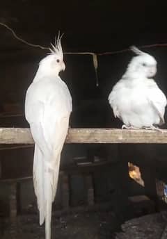 parrots breedar pair and senti and ringnek