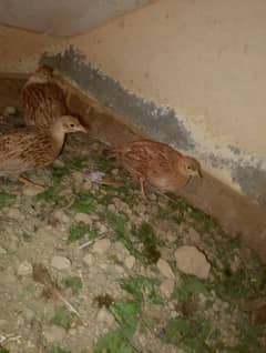 Irani Teater chicks