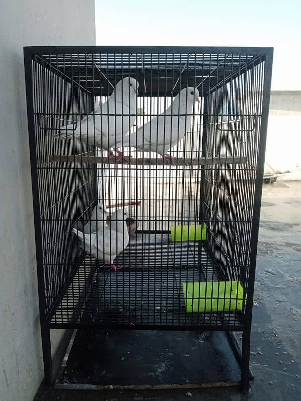 cage for sale 1