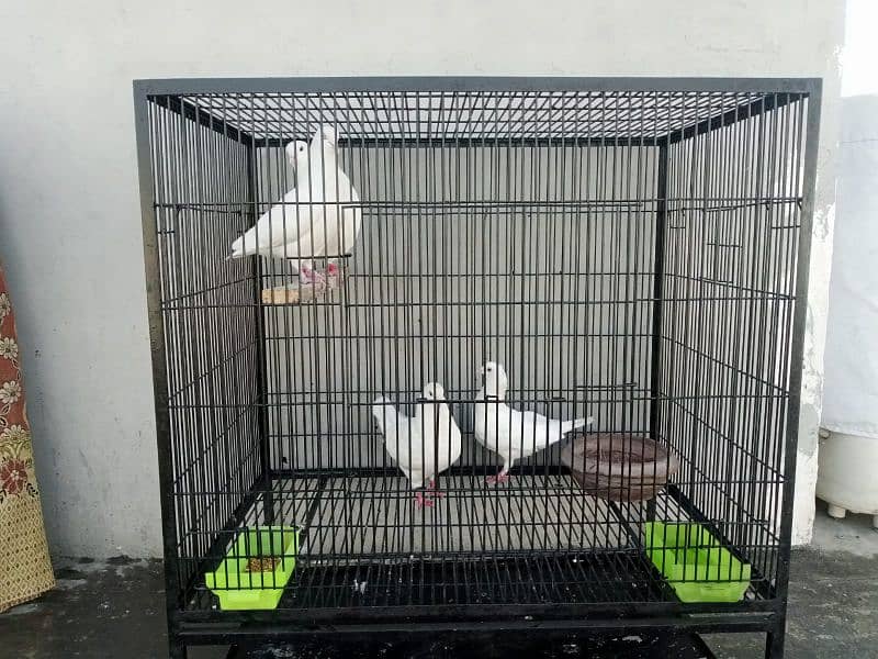 cage for sale 3