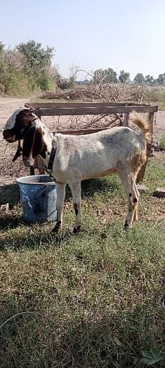 Mix breed Beetal Goat