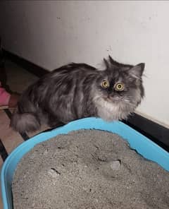 beautiful persian cat. 0