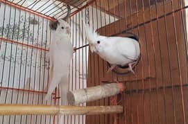 Eno Red eyes cockatiel pair for sale