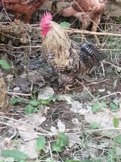 Fancy hen male