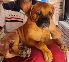 bull mastiff