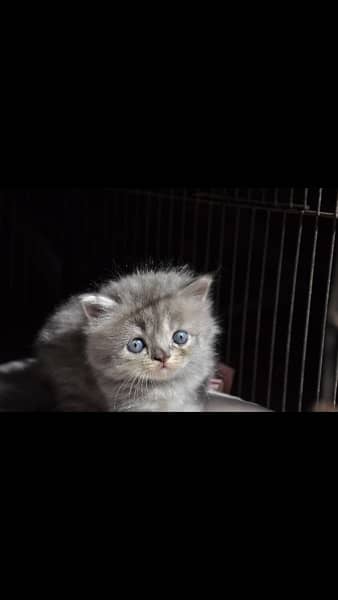 kittens 2