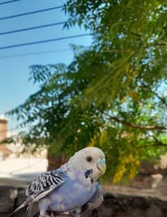 4 Budgies pair's for sale