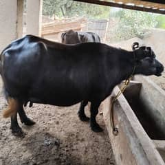 kundi awla nasal buffalo