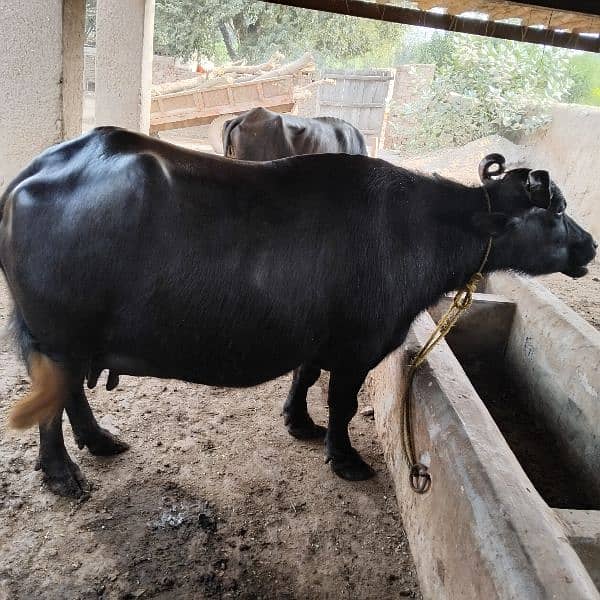 kundi awla nasal buffalo 0