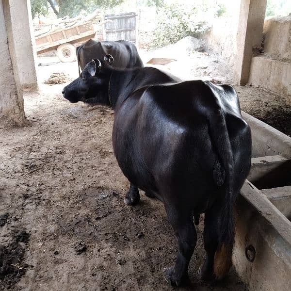 kundi awla nasal buffalo 6