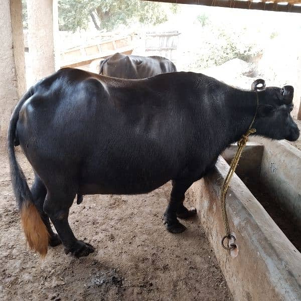 kundi awla nasal buffalo 7