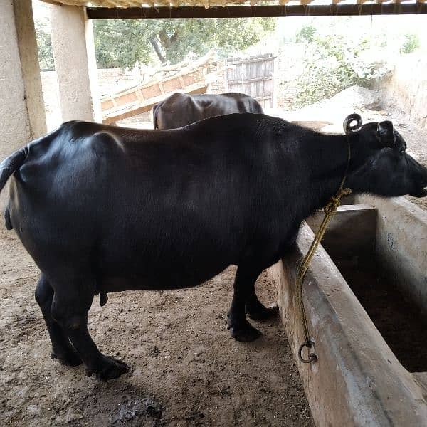 kundi awla nasal buffalo 8