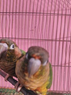 green cheek conure