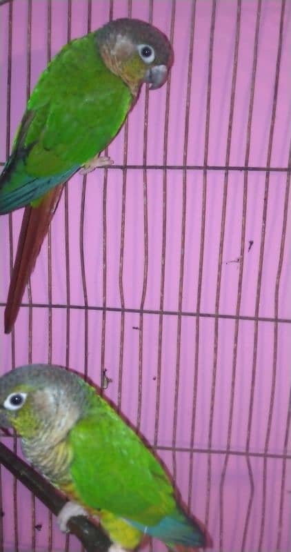 green cheek conure 1