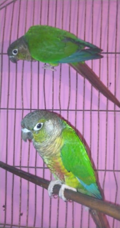 green cheek conure 2