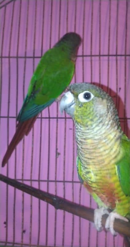 green cheek conure 3