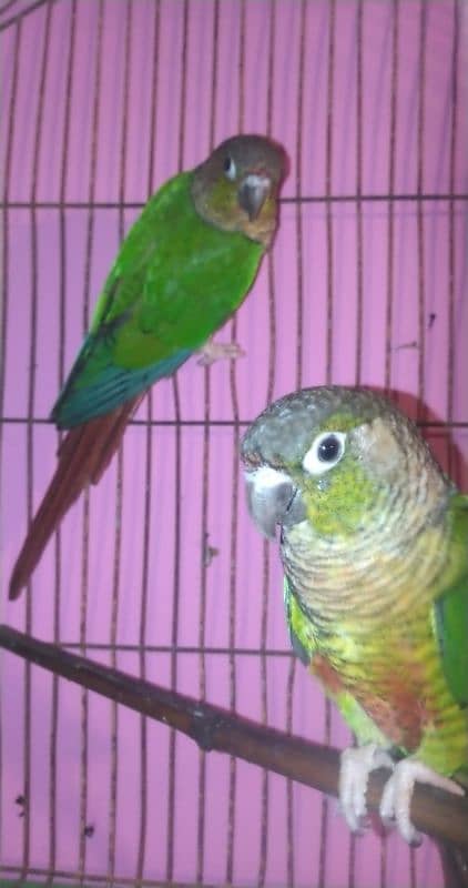 green cheek conure 4