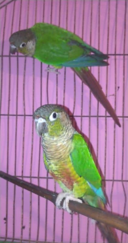 green cheek conure 5