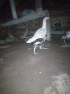 Heera pair urgent sale