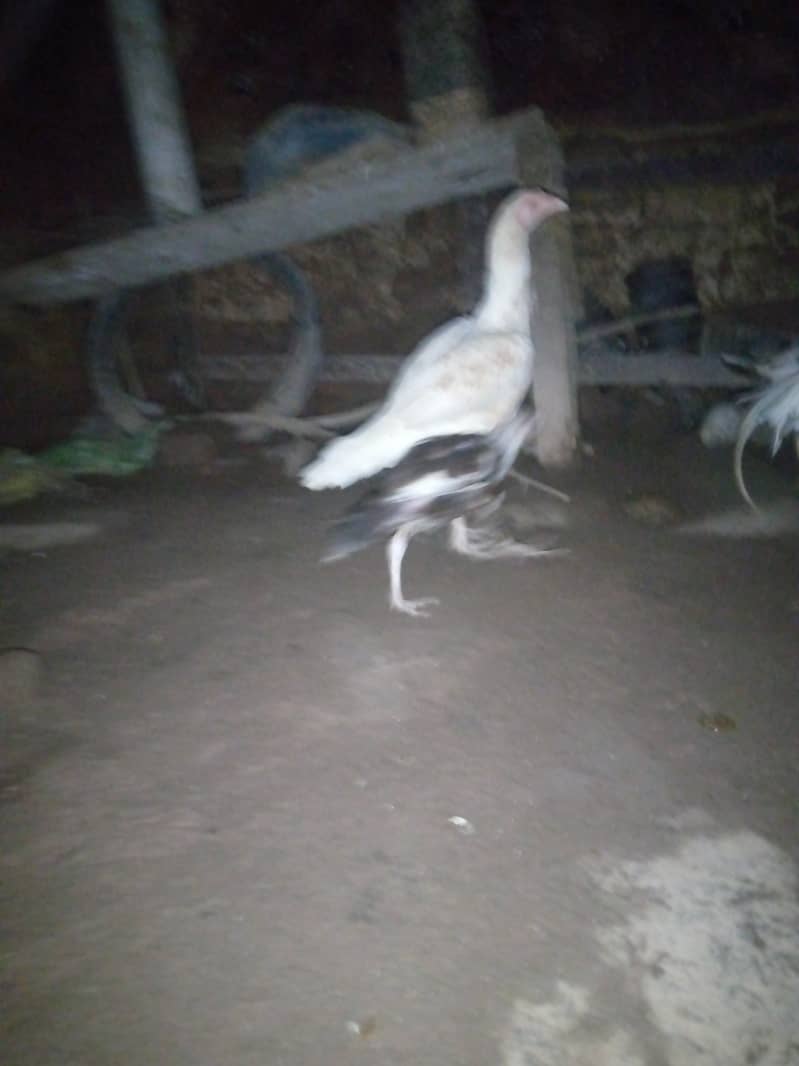 Heera pair urgent sale 0