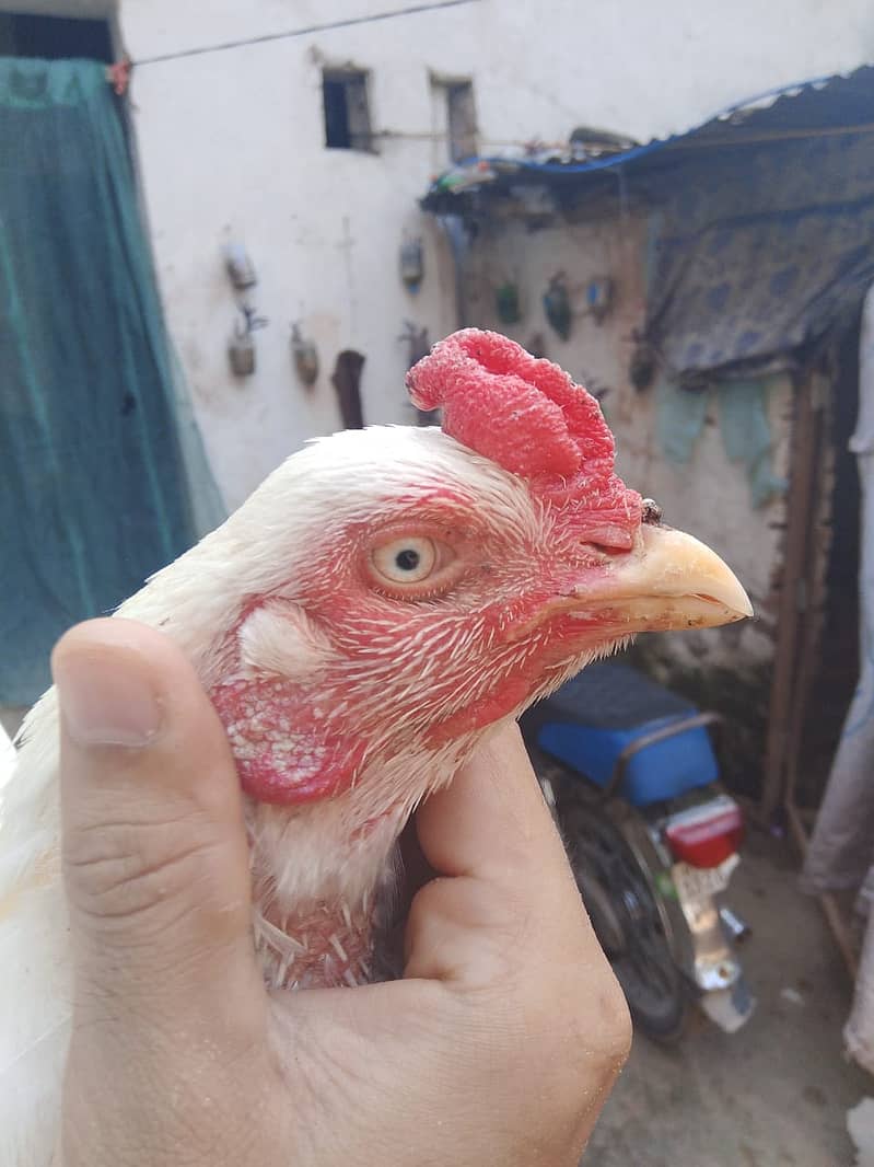 Heera pair urgent sale 19