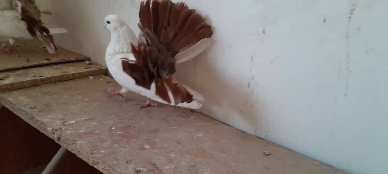 fantail breeder pair 2