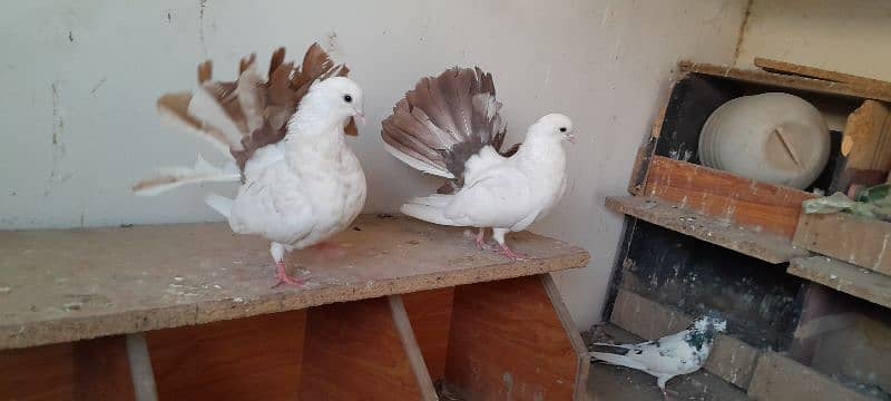 fantail breeder pair 3