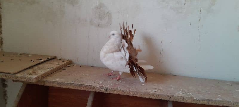 fantail breeder pair 4