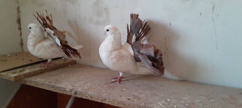 fantail breeder pair 5