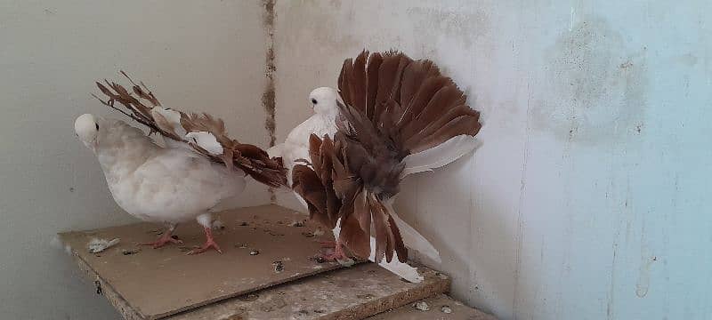 fantail breeder pair 6