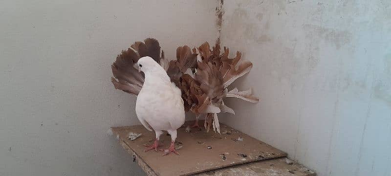 fantail breeder pair 7