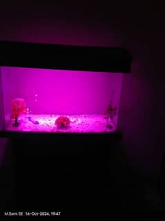 Fish Aquarium 0