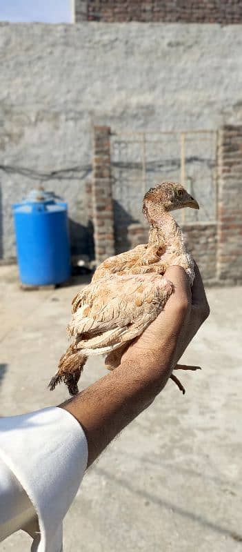 Aseel chicks and female 03438852418 14