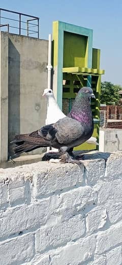 Sherazi and croper pigeon