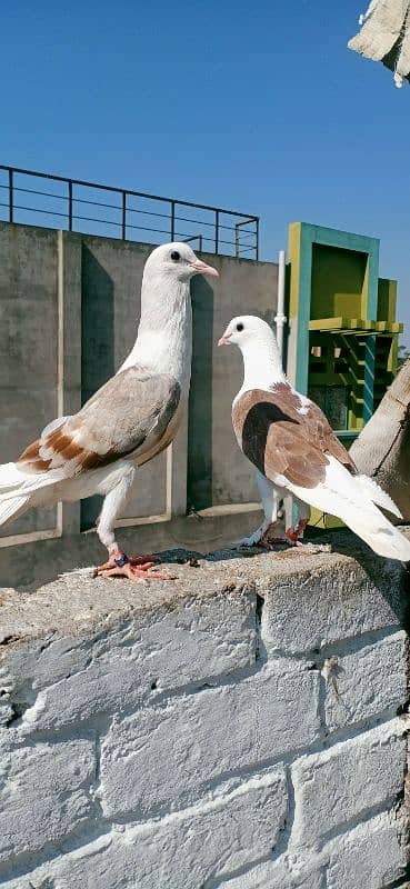 Sherazi and croper pigeon 1