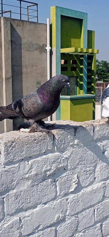 Sherazi and croper pigeon 2