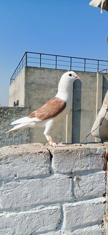 Sherazi and croper pigeon 3