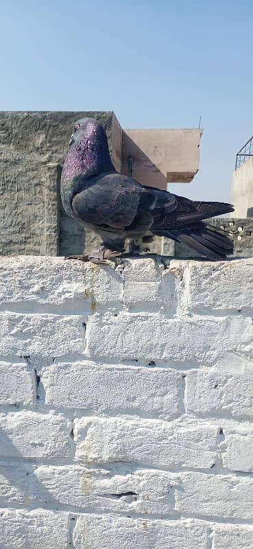 Sherazi and croper pigeon 4