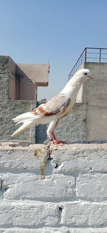 Sherazi and croper pigeon 5