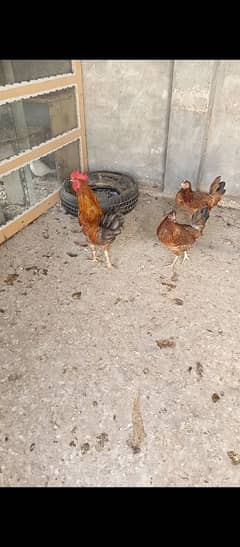 Hen