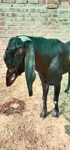 breeder bakra