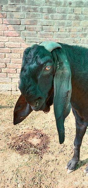 breeder bakra 1