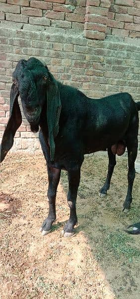 breeder bakra 2