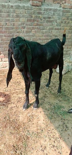 breeder bakra 3