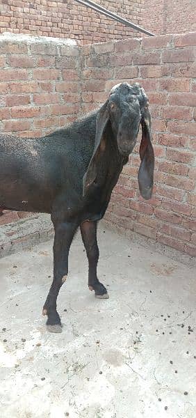 breeder bakra 4