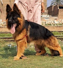 GSD German Shepherd long coat male for sale