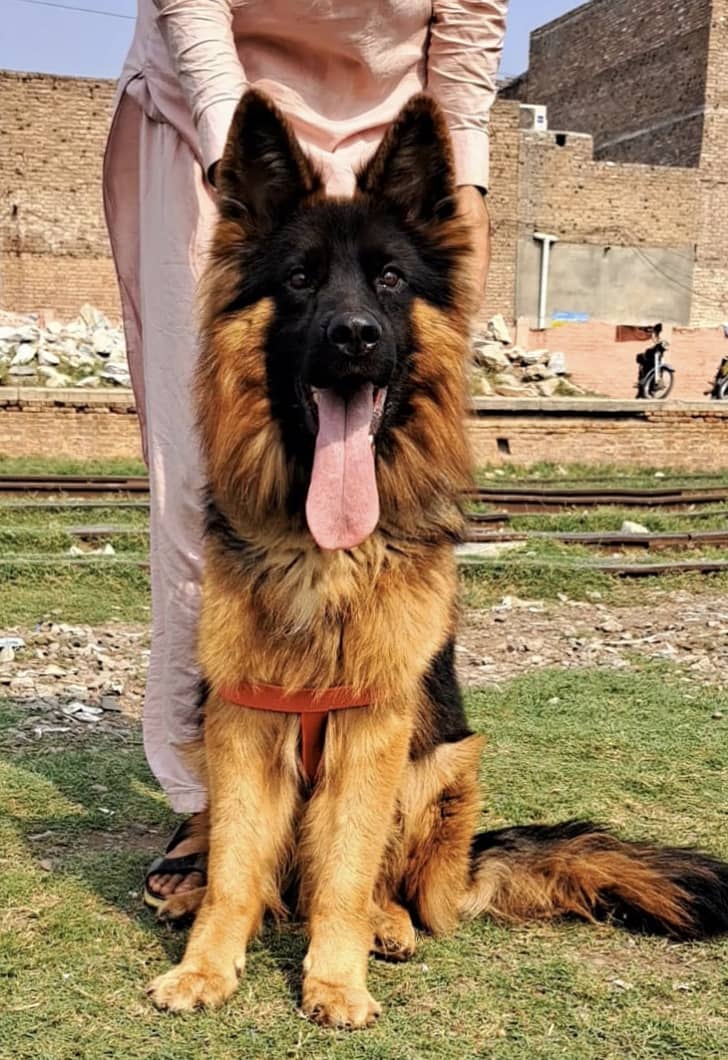 GSD German Shepherd long coat male for sale 1