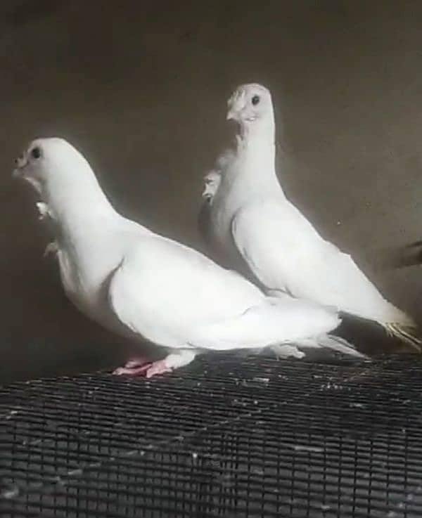 parrots breedar pair and senti and ringnek 2