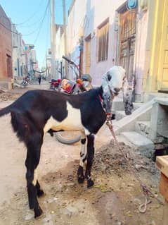 pure desi bakra | Goat | bakra for sale