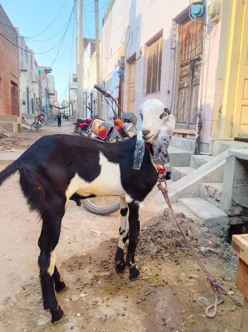 pure desi bakra | Goat | bakra for sale 1